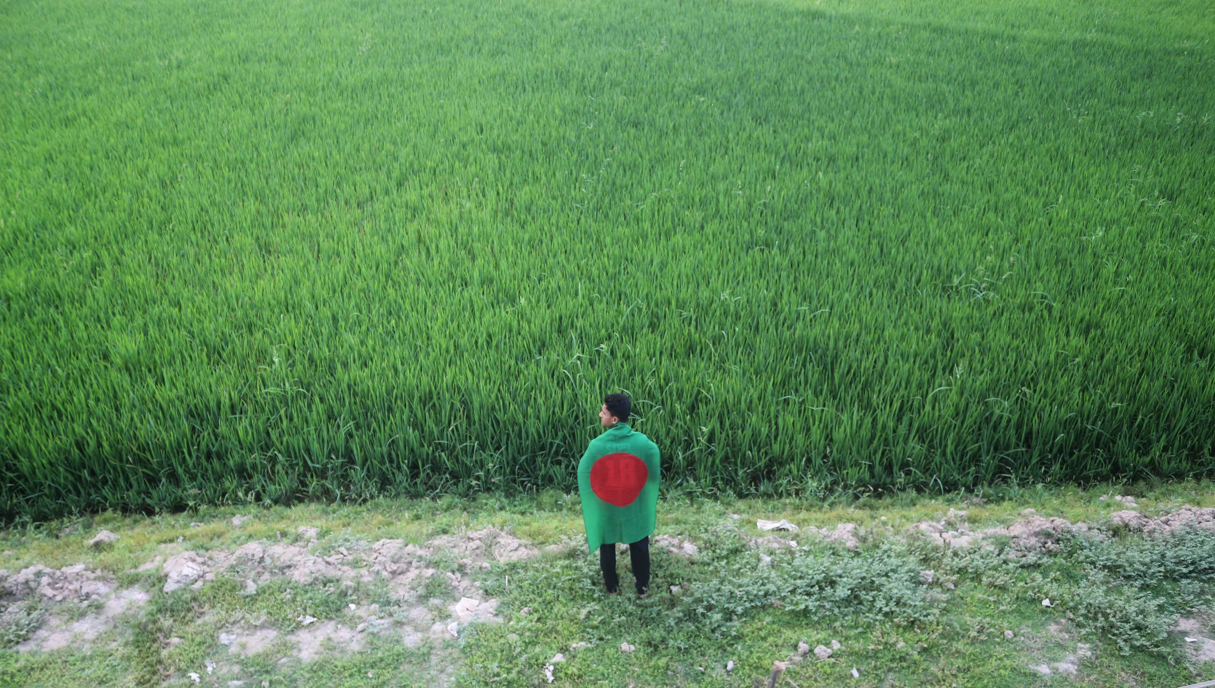 Person standing in a lush green field wrapped in Bangladesh flag. Aerial view.