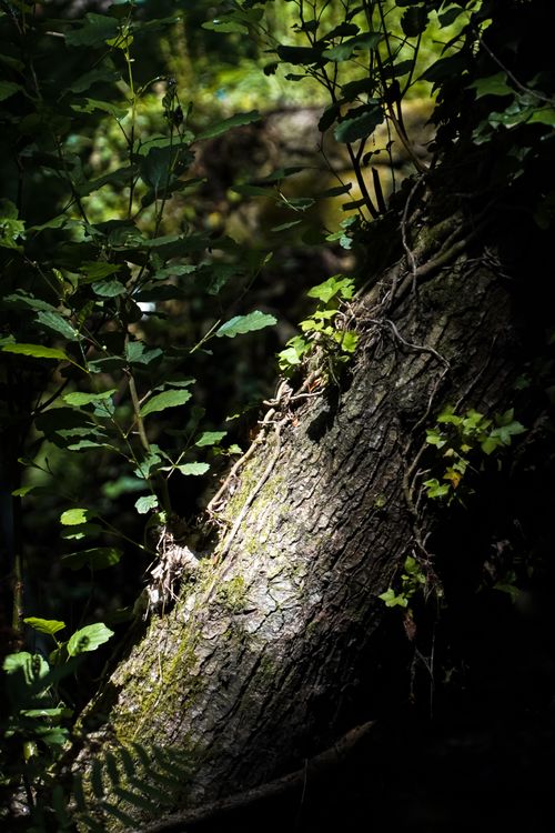 Free A tree trunk illuminated by sunlight in a dense, shadowy forest setting. Stock Photo