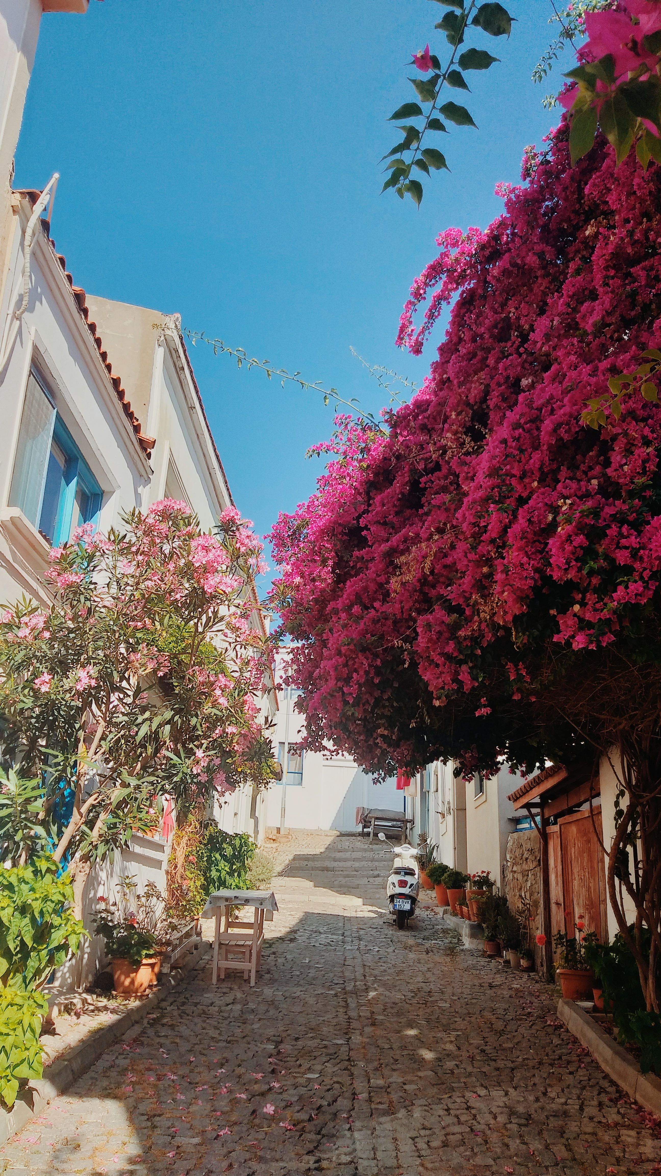 Vibrant Bougainvillea adorns a quaint alleyway in Bozcaada, Türkiye, on a sunny day.
