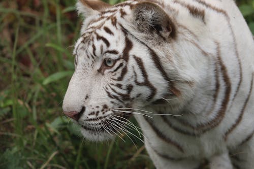 Free White Tiger Stock Photo