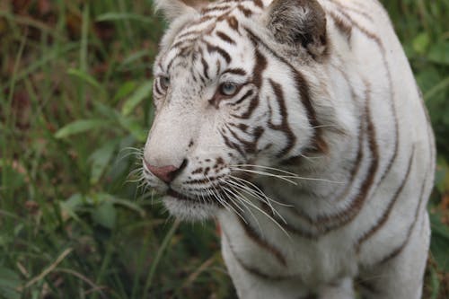 Free stock photo of tigegr, tiger Stock Photo