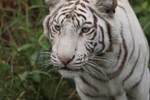 Free White Tiger Stock Photo