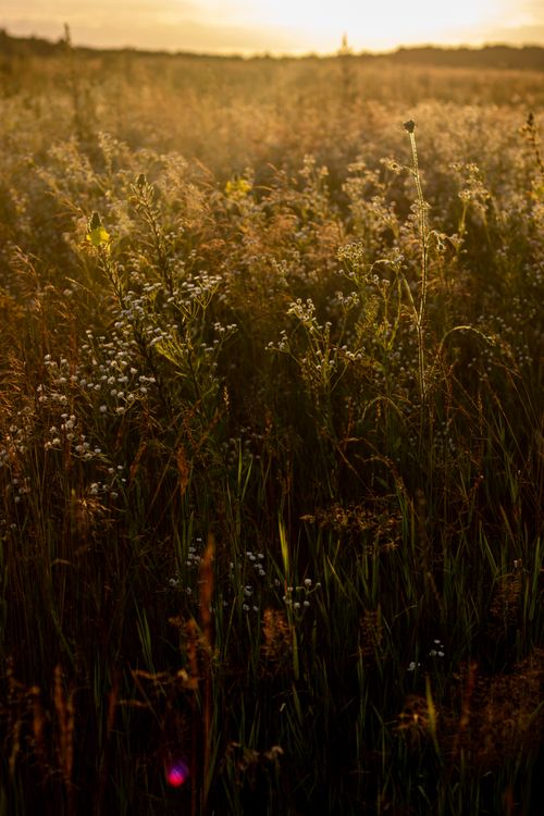 Free Golden hour light casts a warm glow over a rural wildflower field. Stock Photo