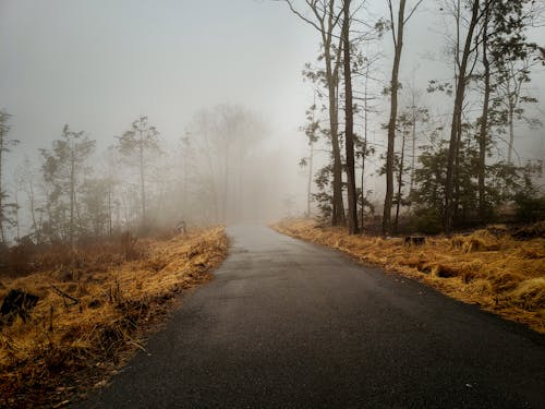 怪異, 有霧, 樹木 的 免费素材图片