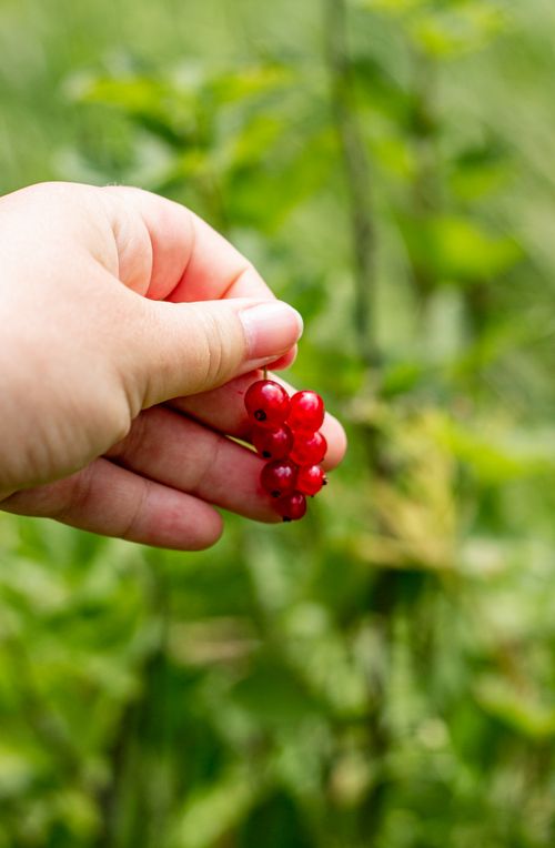 Free Close-up of a hand holding ripe red currants in a lush green outdoor setting. Stock Photo