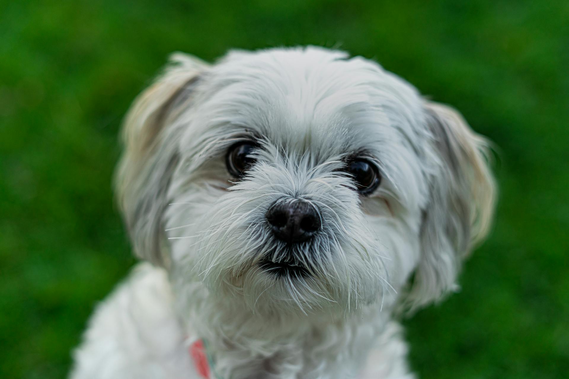 White Long Coat Dog