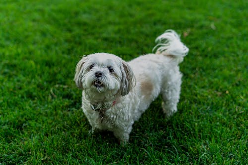 White Long Coat Small Dog On Green Grass Field