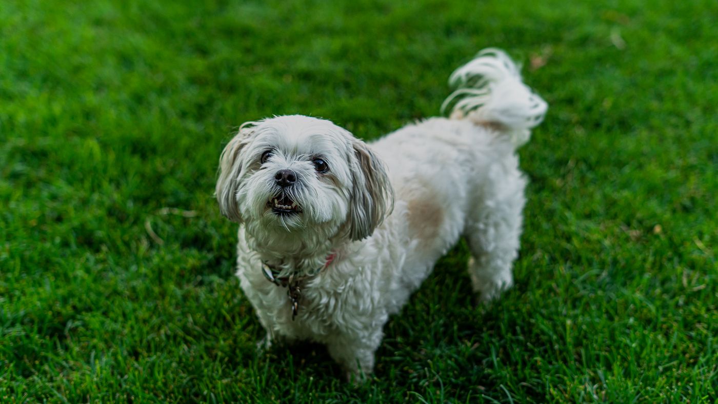 The Best Hypoallergenic Dog Breeds for Allergy Sufferers
