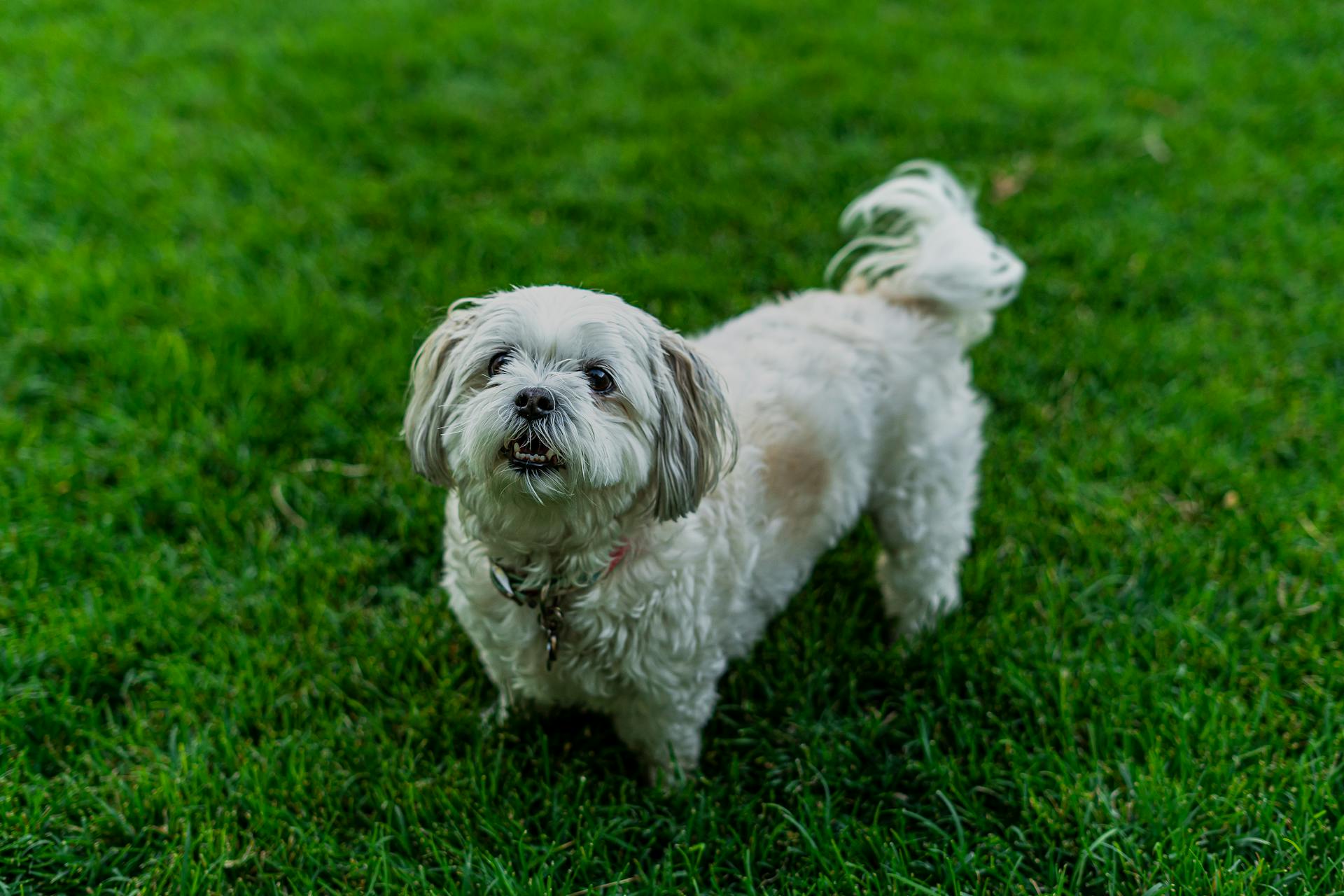 Petit chien de long manteau blanc sur un champ d'herbe verte