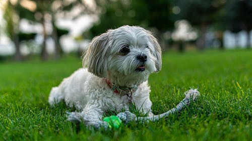 Free A Cute Dog on Green Grass Stock Photo