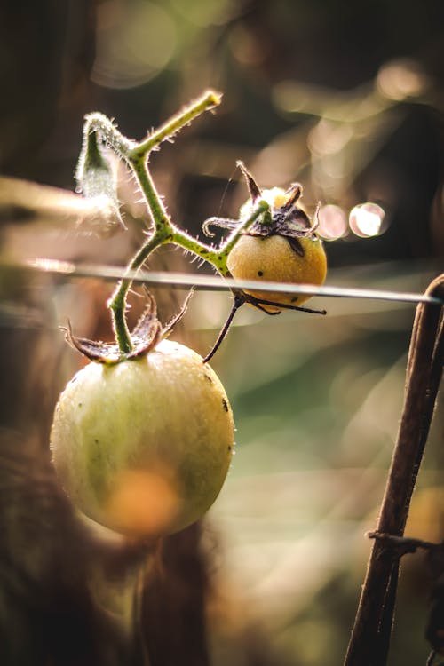 Unripe Tomatoes in Close-up Photography