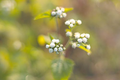 Gratis lagerfoto af bangladesh, blomst, blomster