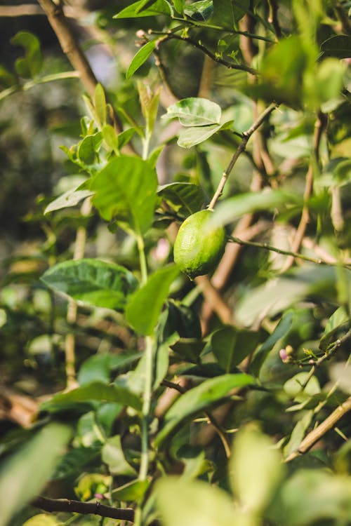 Δωρεάν στοκ φωτογραφιών με bangladesh, δέντρο, λεμονάδα
