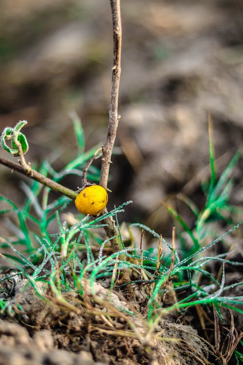 Immagine gratuita di campo di erba, coltivazioni, erba