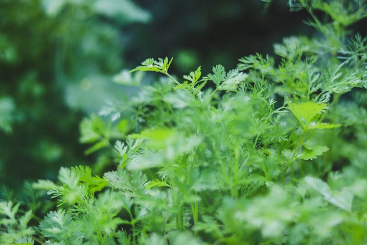 Green Coriander Leaves 