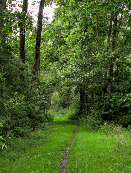 Free A tranquil path through a dense and vibrant green forest, perfect for nature lovers. Stock Photo
