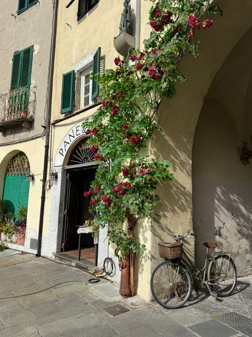 Free Picturesque view of a bicycle by a flower-covered facade in Lucca, Tuscany. Stock Photo