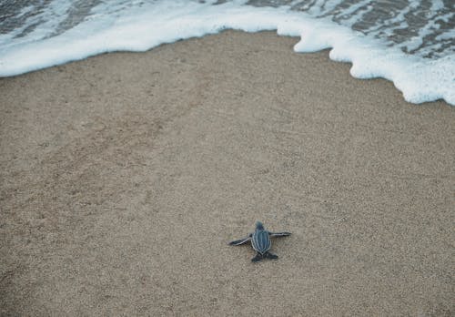Black and Gray Sea Turtle on Brown Sand