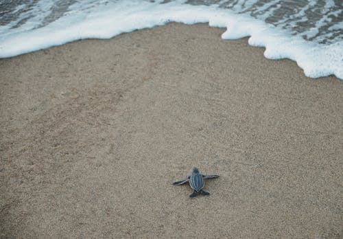 Zwarte En Grijze Zeeschildpad Op Bruin Zand