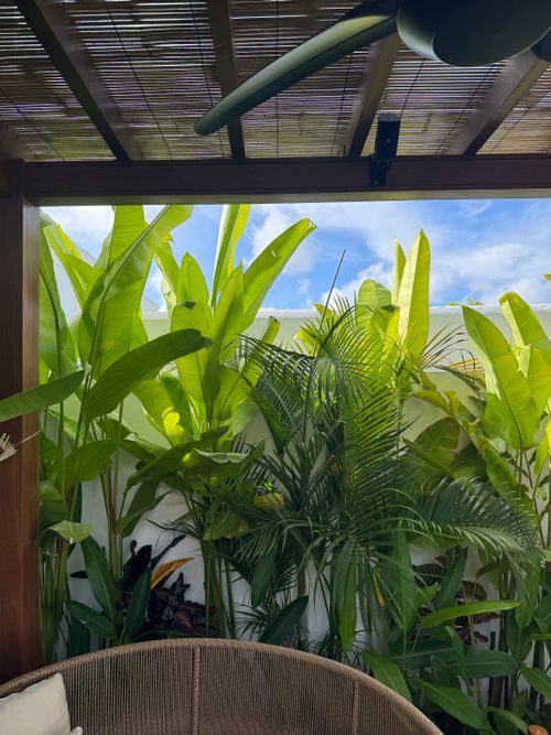 Free Vibrant tropical plants under a rustic pergola in Bali, Indonesia. Stock Photo