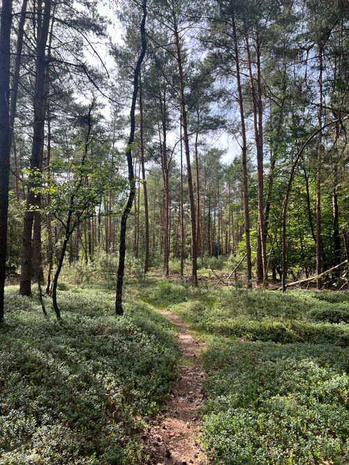 Free Tranquil forest path amidst lush greenery in Overijssel, Netherlands during summer. Stock Photo