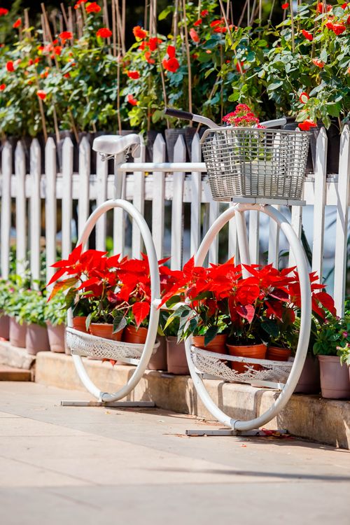 Free Decorative bicycle planter adorned with potted flowers against a white picket fence. Stock Photo