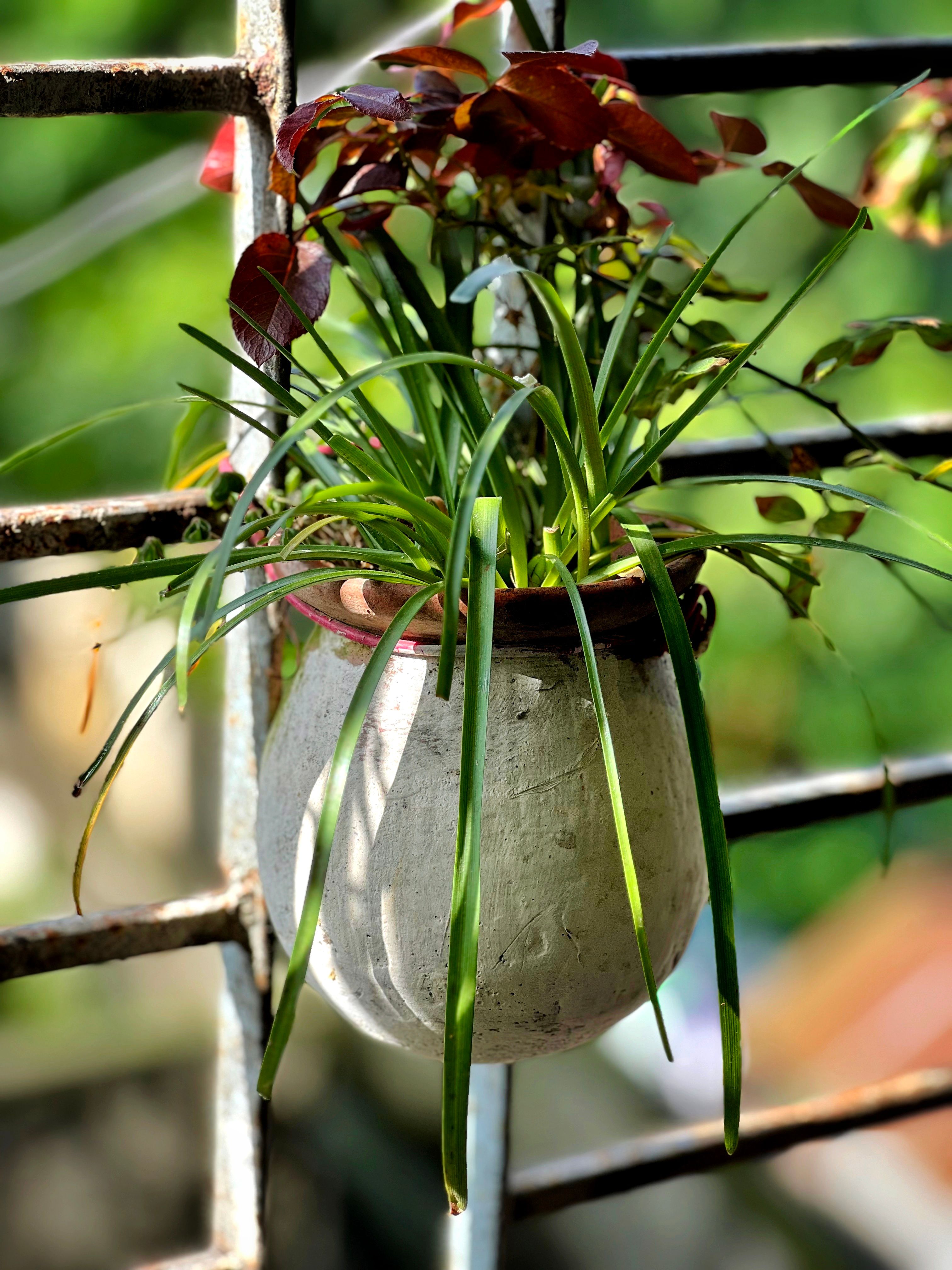A hanging pot with lush foliage on a metal railing outdoors, bathed in sunlight.