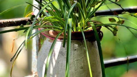 A hanging pot with lush foliage on a metal railing outdoors, bathed in sunlight.