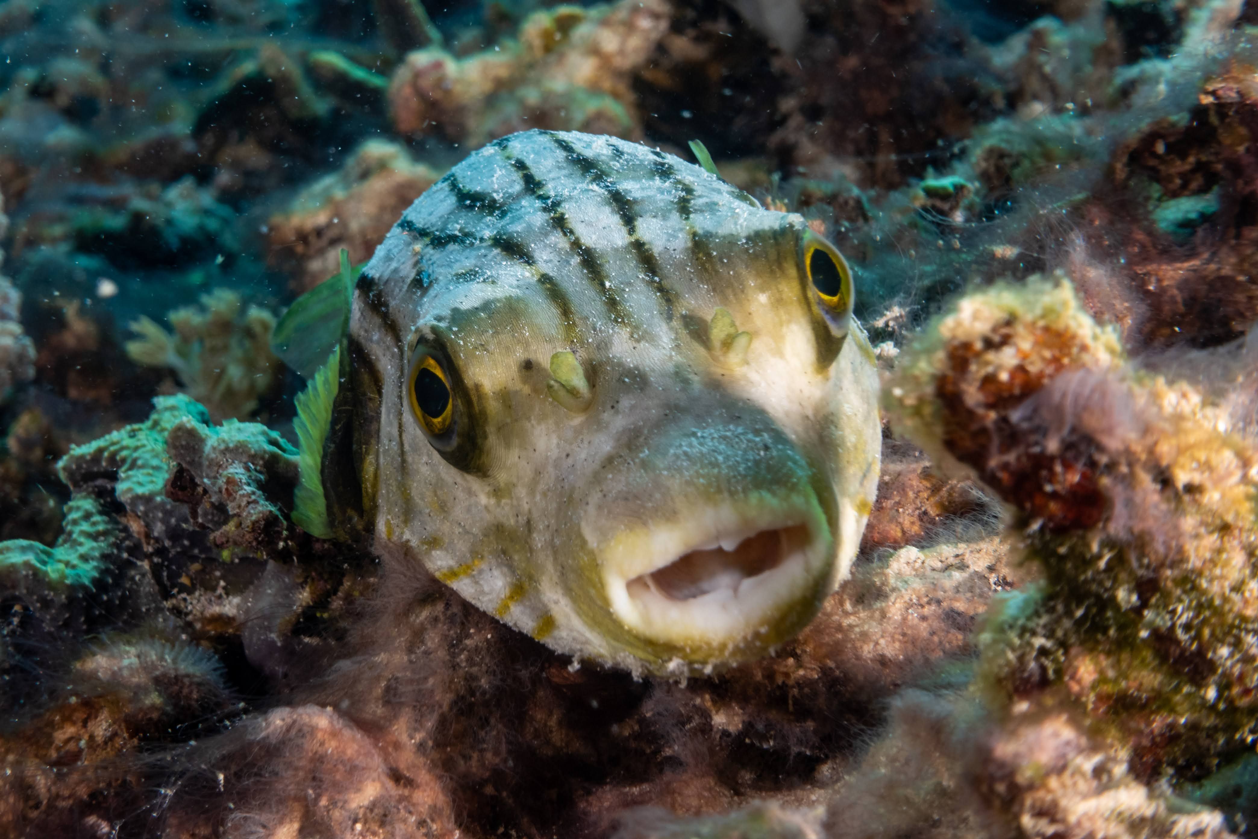 A pufferfish with distinctive stripes and yellow eyes amidst a colorful coral reef in West Nusa Tenggara, Indonesia