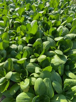 Abundant bok choy plants in a sunny outdoor field, vibrant foliage in full growth.
