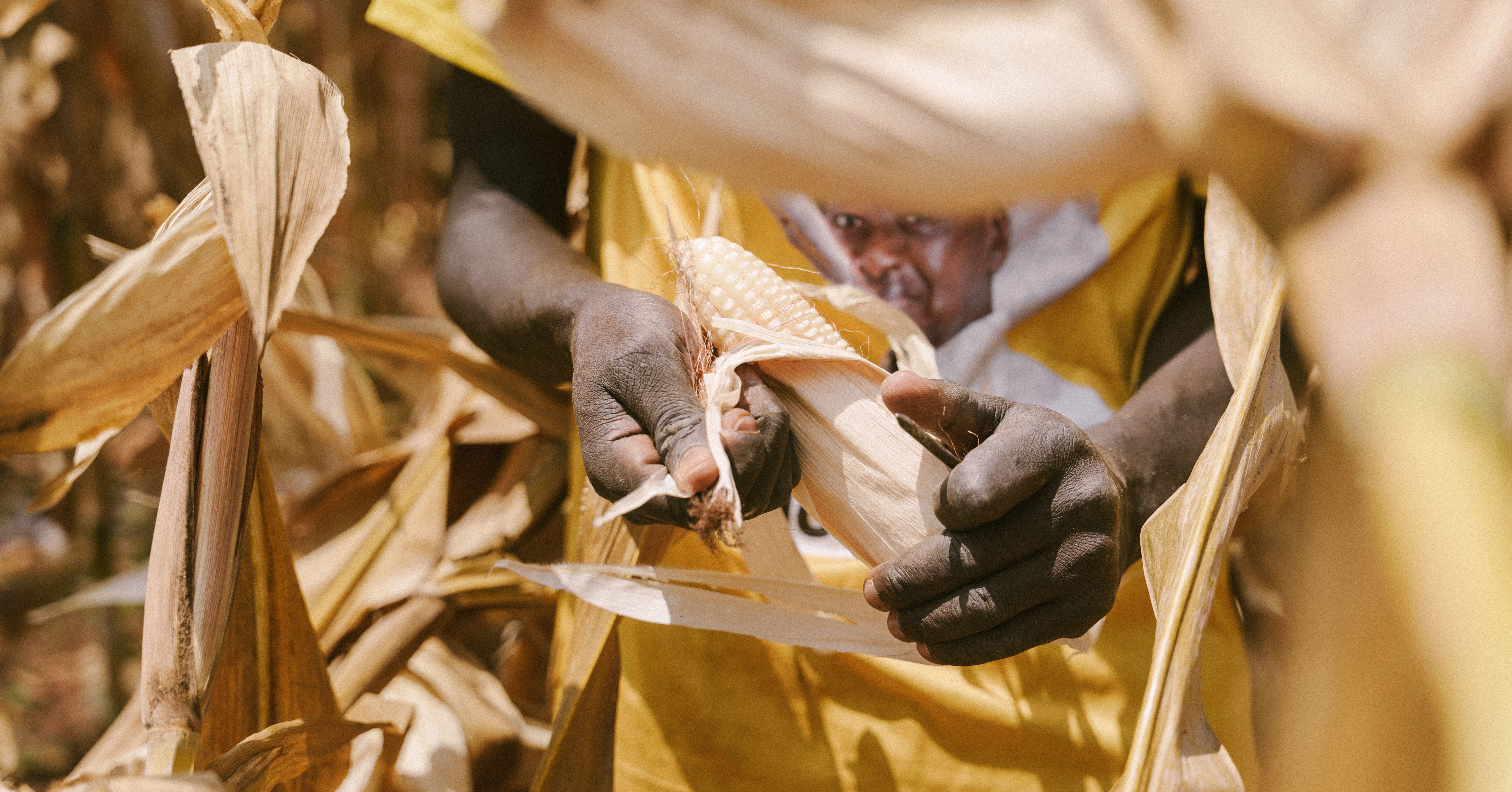 Hands peeling back the husk of a fresh maize cob to expose the kernels for the milk-stage thumbnail test.