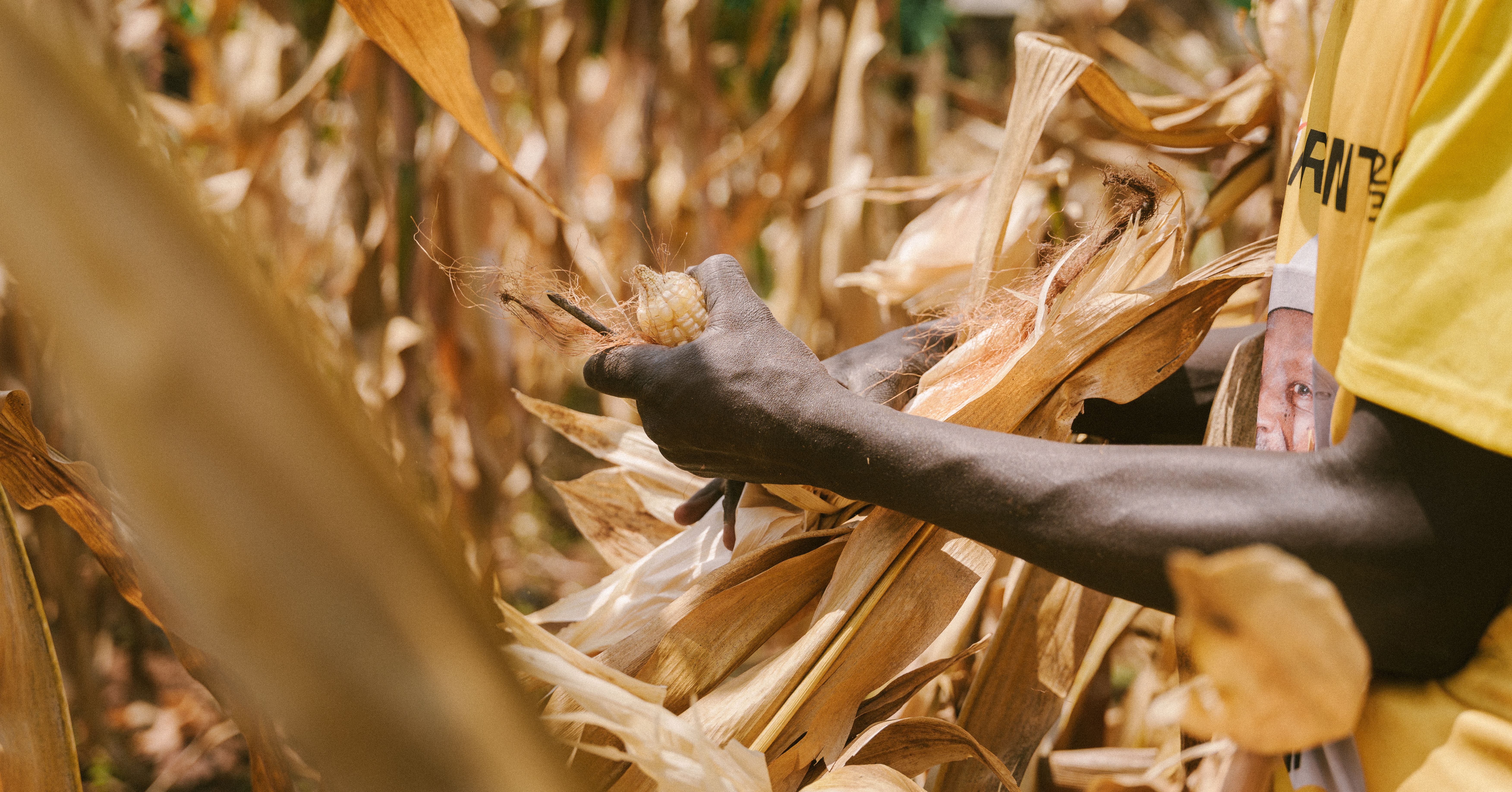 A farmer harvesting maize by hand near Kampala, Uganda — cut and store fast once the grain hardens to beat the birds.