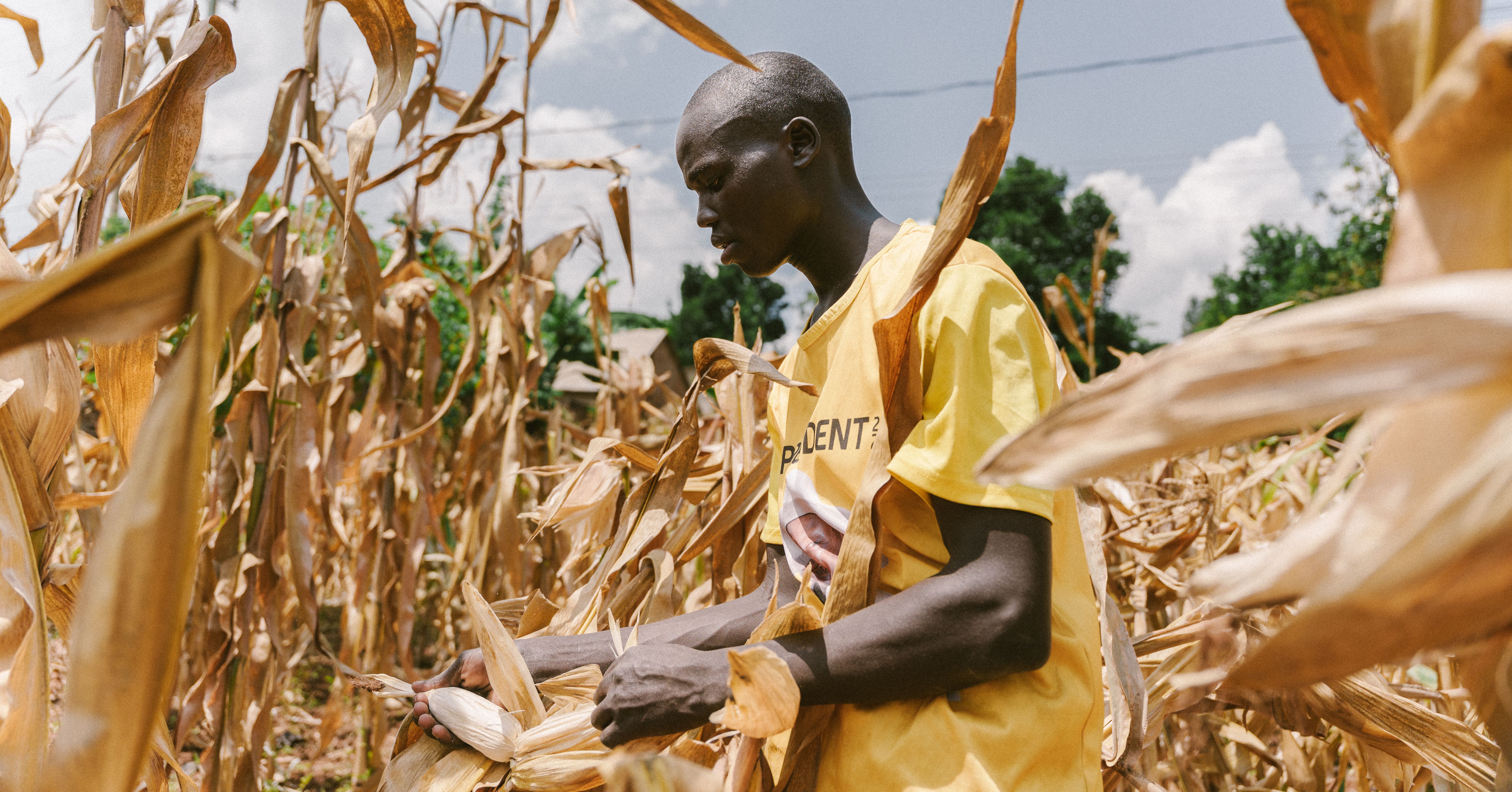 A farmer in a sunlit maize field checking a growing cob for fill — a higher plant population gives more even, marketable cobs.