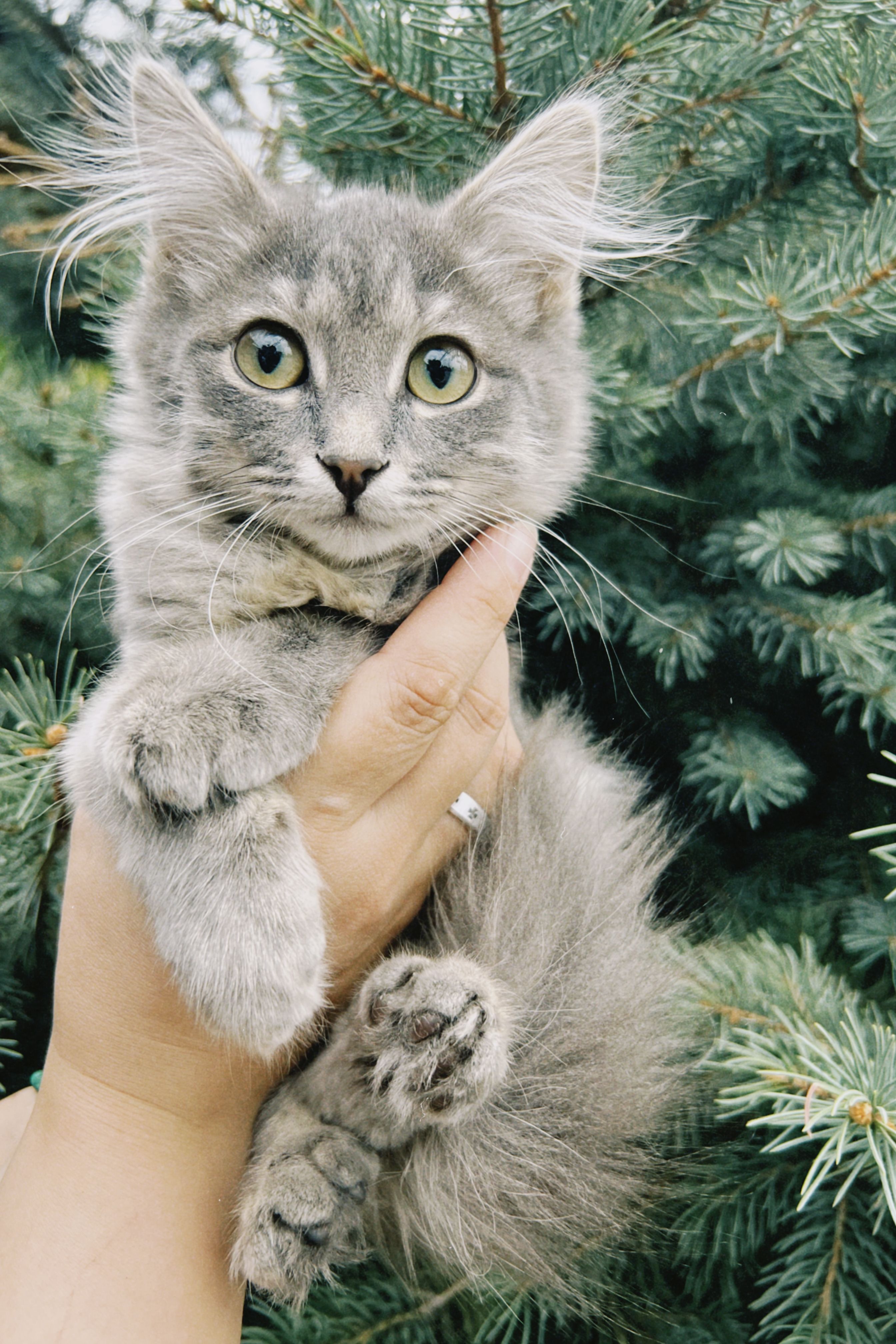 Charming fluffy grey kitten held gently, set against lush greenery outdoors.