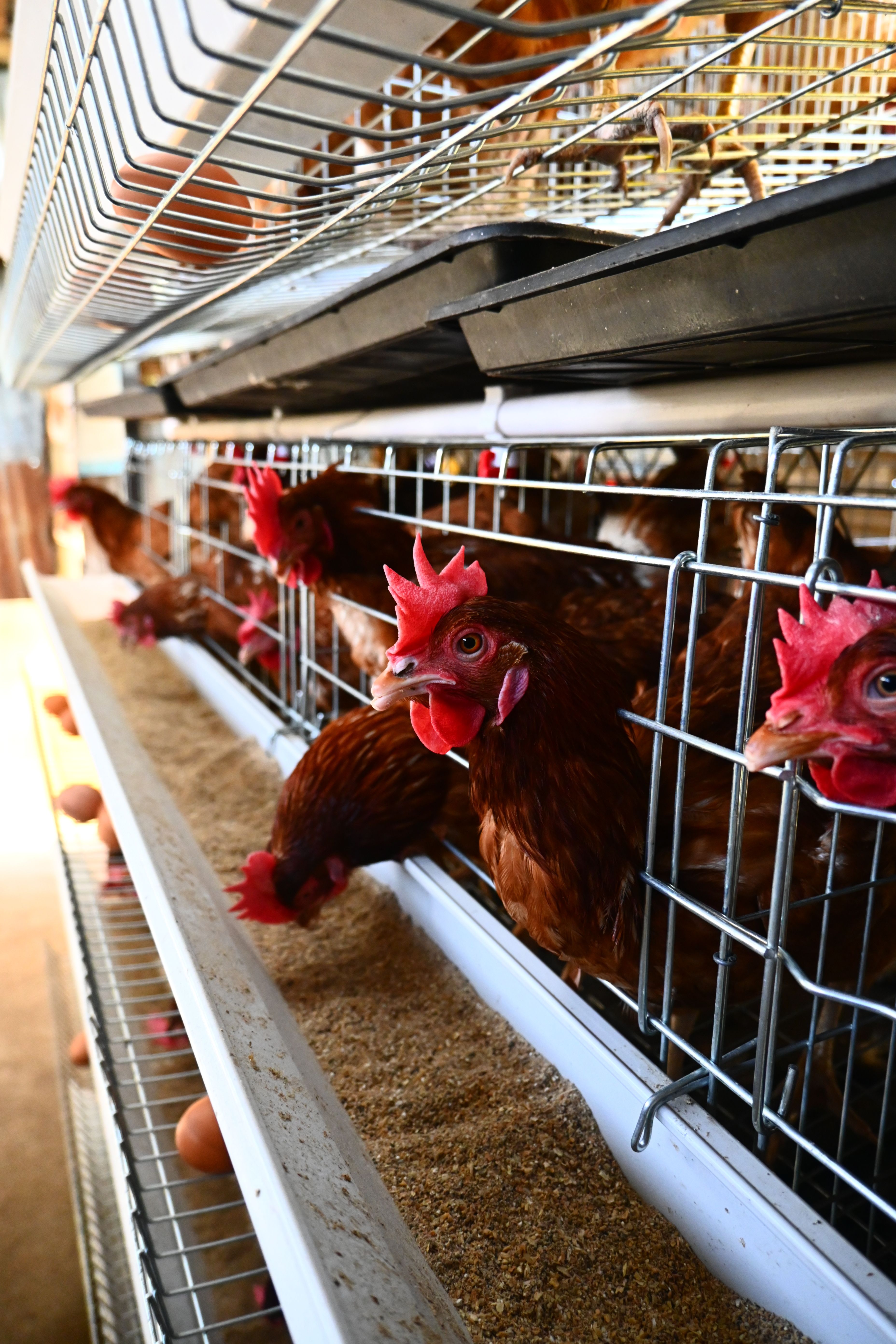 Chickens in battery cages at a farm laying eggs, showcasing industrial egg production.