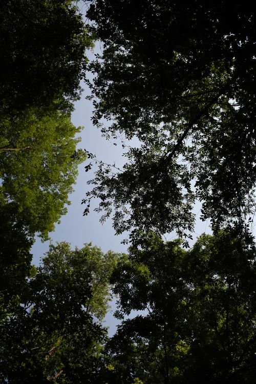 Free Green foliage covering the sky, creating a serene forest canopy view. Stock Photo