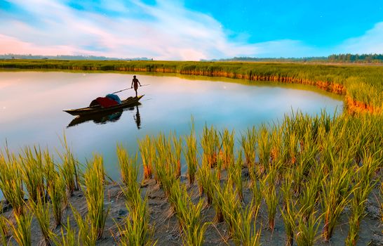 A tranquil scene of a man on a boat in a rural area with rice fields at sunset.