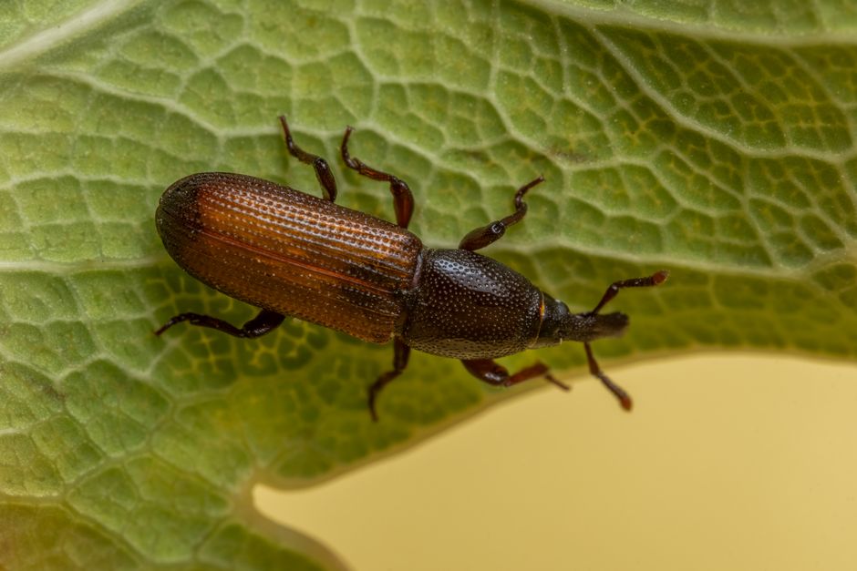 long term pest management solutions