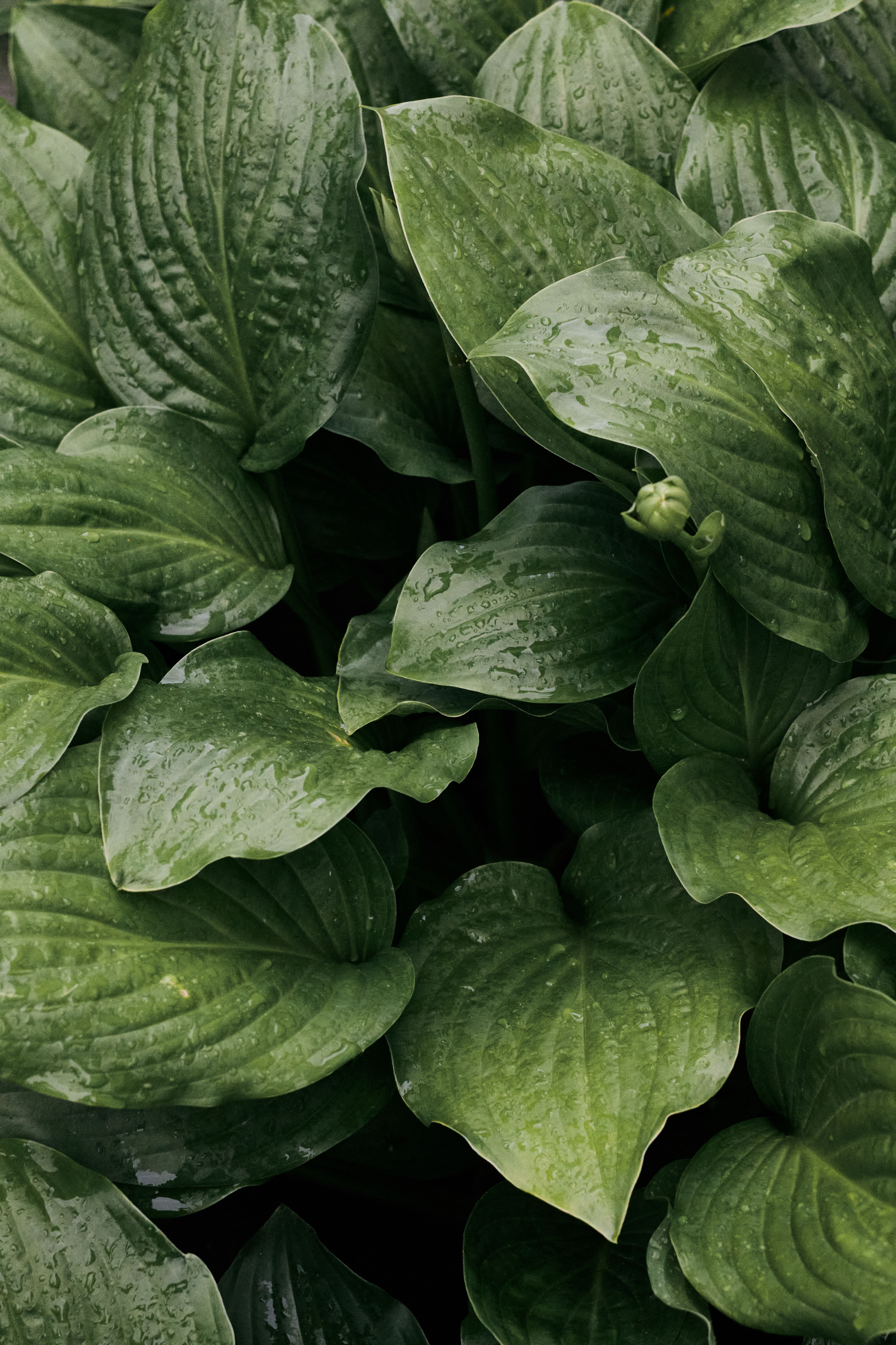 Broad green hosta leaves covered with fresh water droplets
