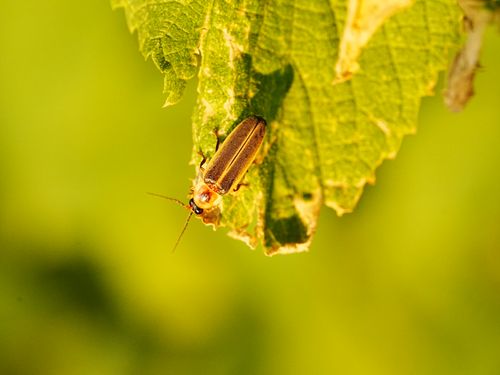 Free Detailed macro shot of a firefly resting on a green leaf, showcasing summer's natural beauty. Stock Photo