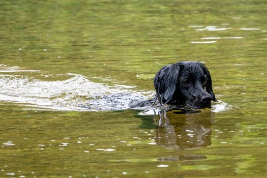 austin lake dog swimming