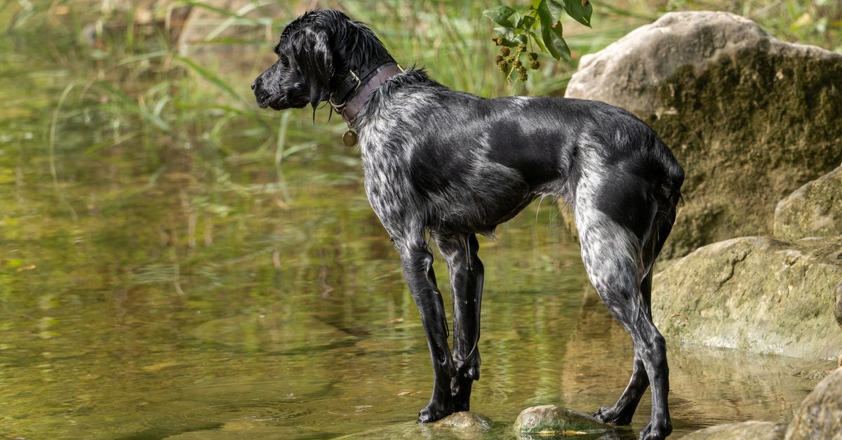 The Ultimate Guide to Exploring Austin, Texas with Your Dog