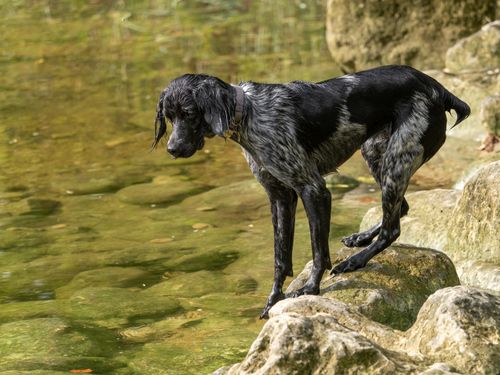 Free A black and white dog stands by a rocky riverbank in Austin, Texas, exploring the water. Stock Photo