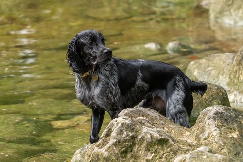 Free A black spaniel with wet fur stands among rocks by a riverside, enjoying a sunny day outdoors. Stock Photo