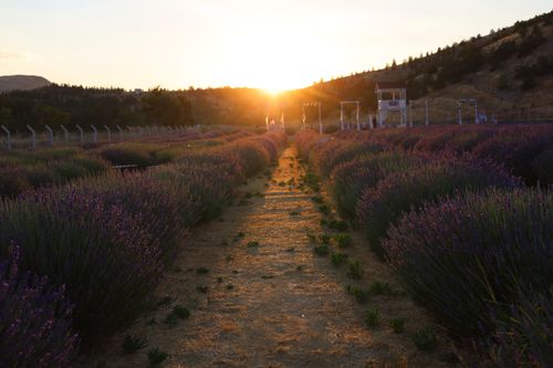 Free Captivating view of purple lavender fields under a vibrant sunset, perfect for nature lovers. Stock Photo
