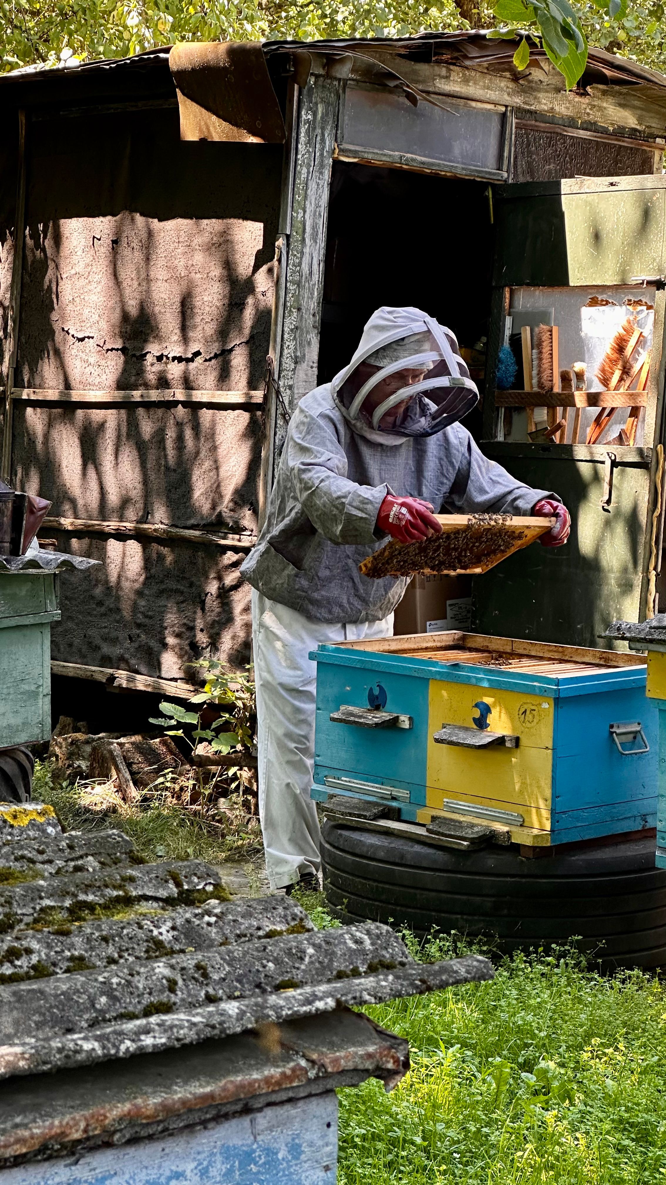 A beekeeper in protective gear harvesting honeycombs from a beehive outside a rustic shed.