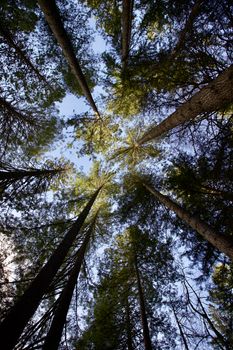 Looking up at towering redwood trees under a clear blue sky.