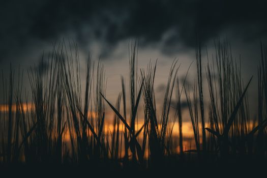 Wallpaper