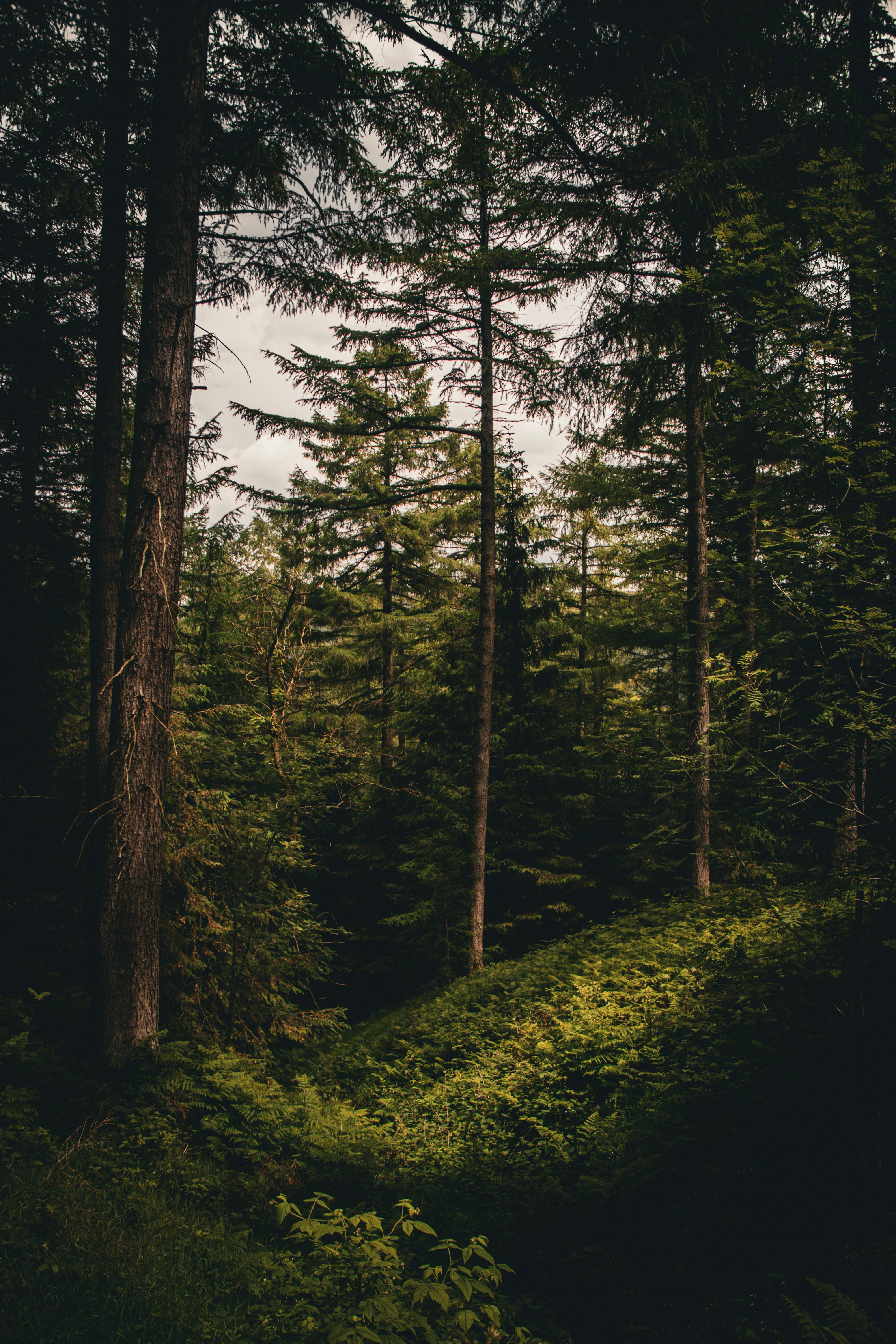 A tranquil forest scene with tall trees and a sunlit path in summer.