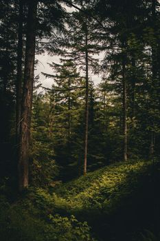 A tranquil forest scene with tall trees and a sunlit path in summer.